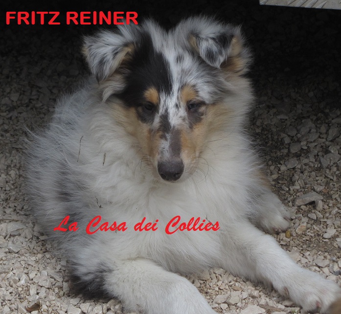 COLLIES FRITZ
